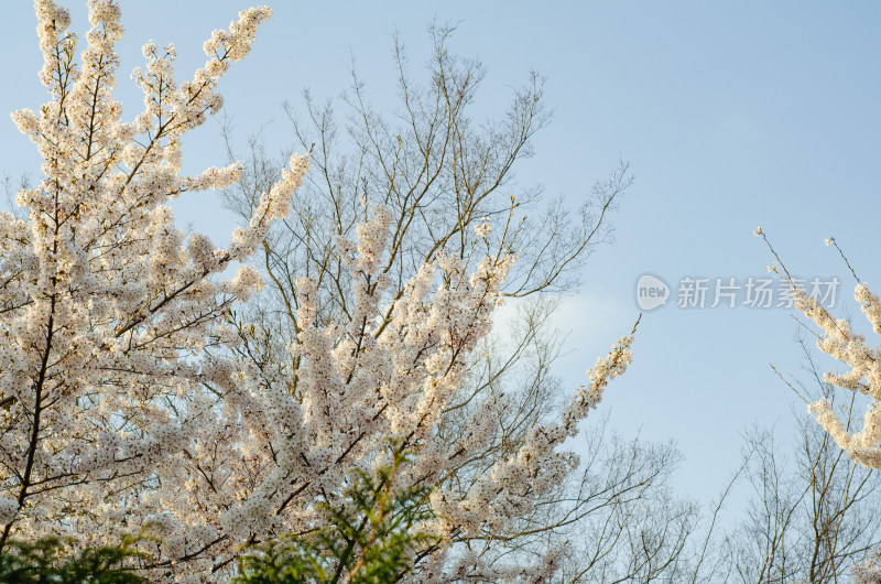 春天公园中樱花盛开