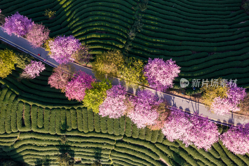 福建龙岩永福台品樱花茶园