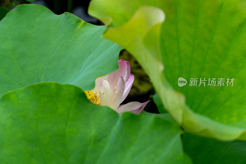 粉色荷花特写镜头