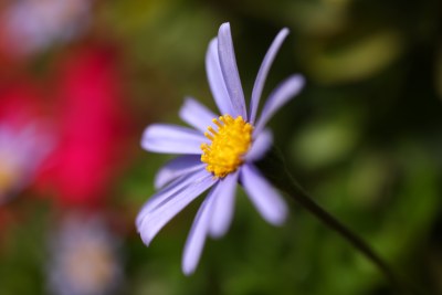 盛开的花朵