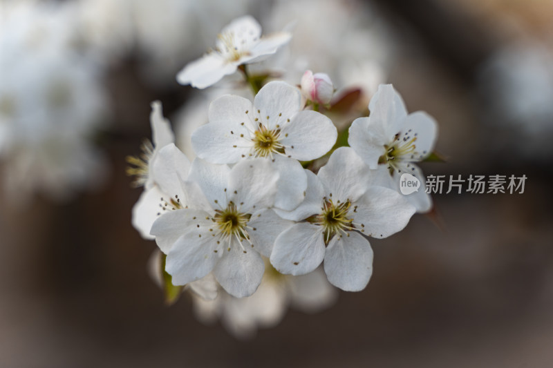 梨花生机户外风光梨花盛开