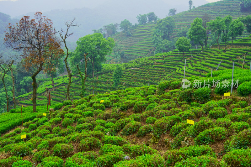 晨雾中的茶园