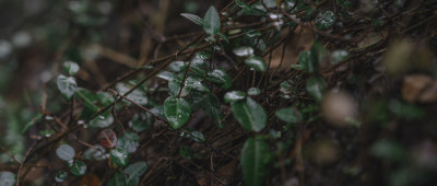 雨后植物在野外生长的特写镜头