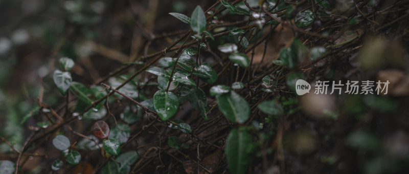 雨后植物在野外生长的特写镜头