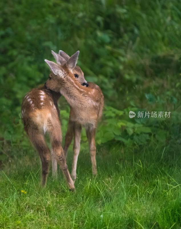 野生动物鹿