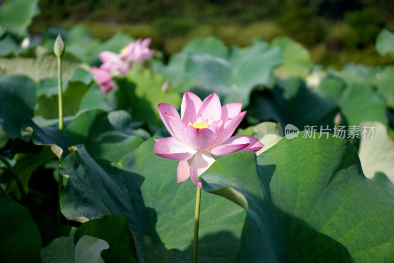 绿叶衬托下的盛开荷花与含苞待放的花骨朵