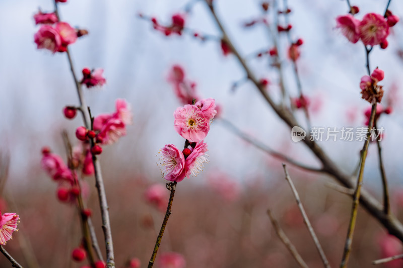 西溪湿地盛开的梅花