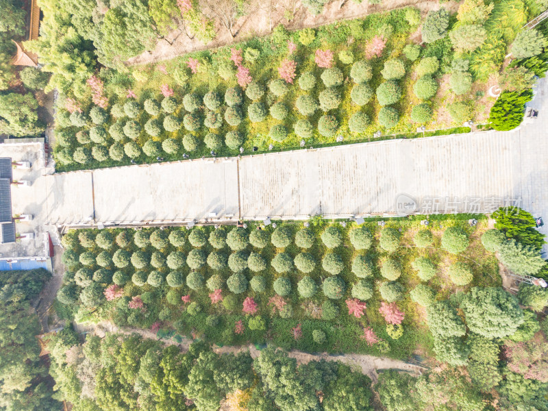 俯拍绿色植物森林公园