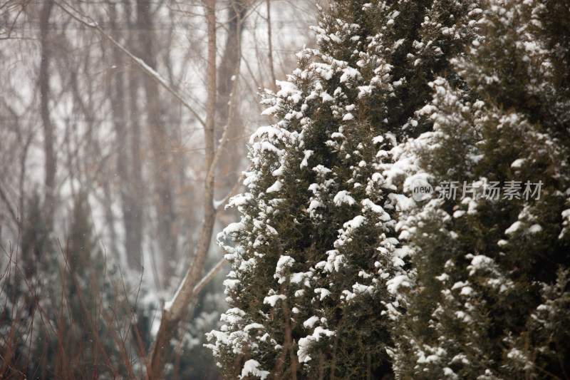 大雪后积雪在松树的枝头景色