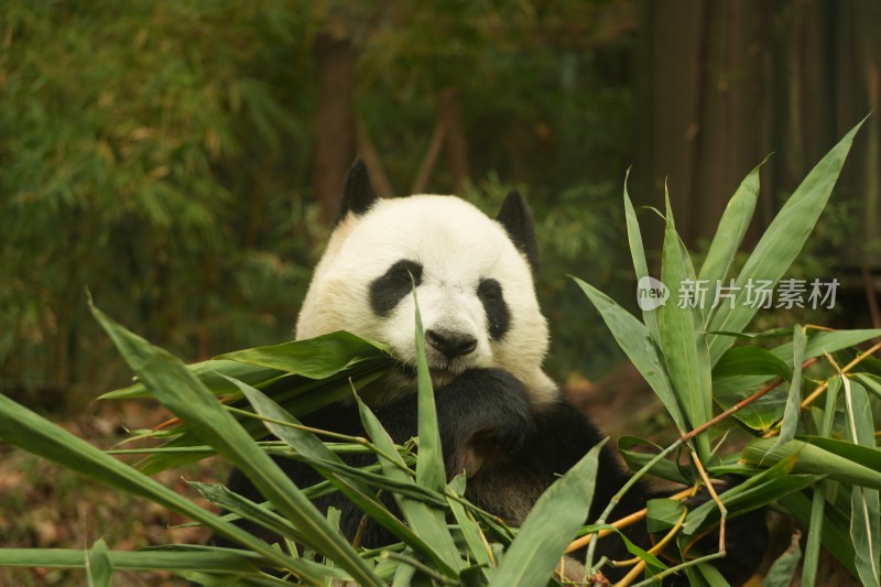 大熊猫萌萌吃竹子的可爱模样