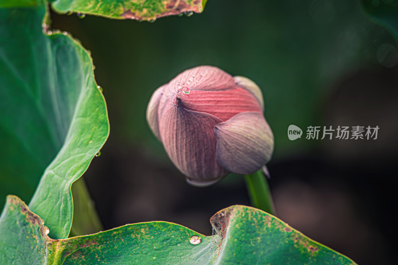 雨后荷花上的水珠