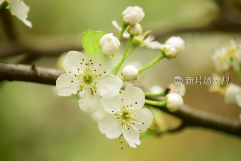 鲜花梨花盛开