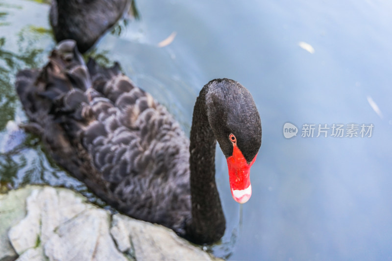 黑天鹅在水中游动