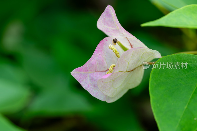 上海辰山植物园叶子花微距特写