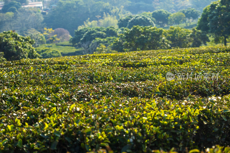 惠州柏塘绿茶茶园清晨时分茶树上