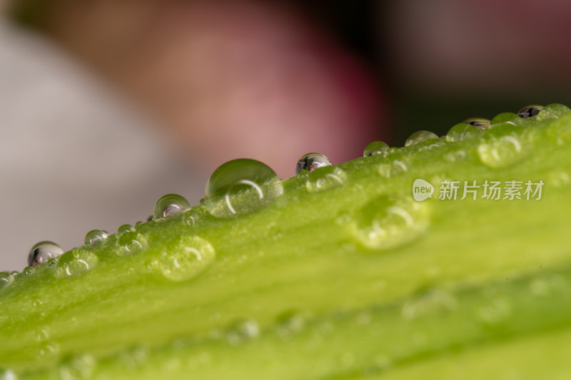 带水珠的绿色植物微距特写