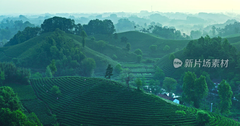 茶园茶山美丽乡村