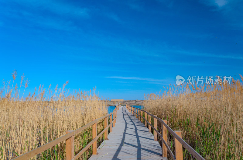 内蒙古额济纳旗居延海景区湖泊芦苇木栈道