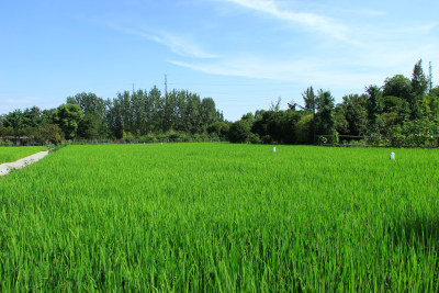 现代农业稻田，绿色生态田地