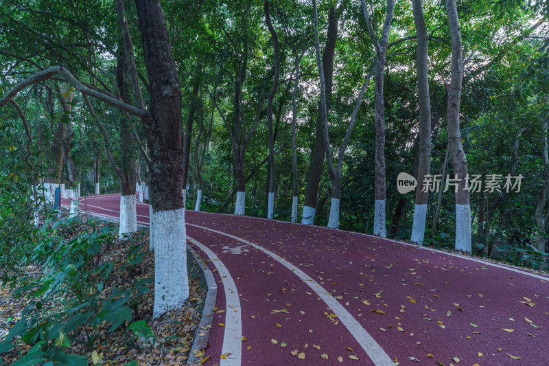 广州番禺大夫山森林公园树林红色景观跑道