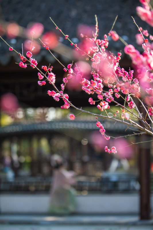 春天宁波街头的梅花开了