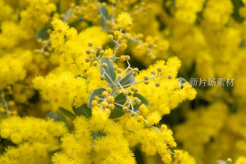 银叶金合欢黄色花盛开