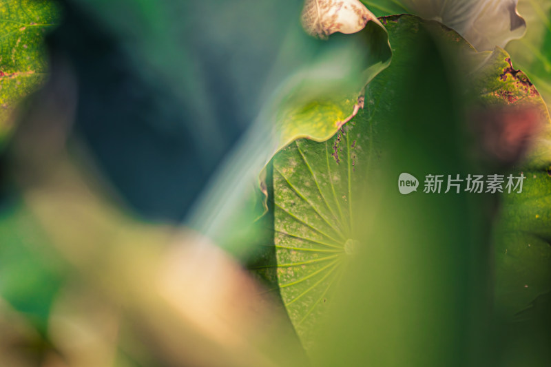 雨后荷叶上的水珠