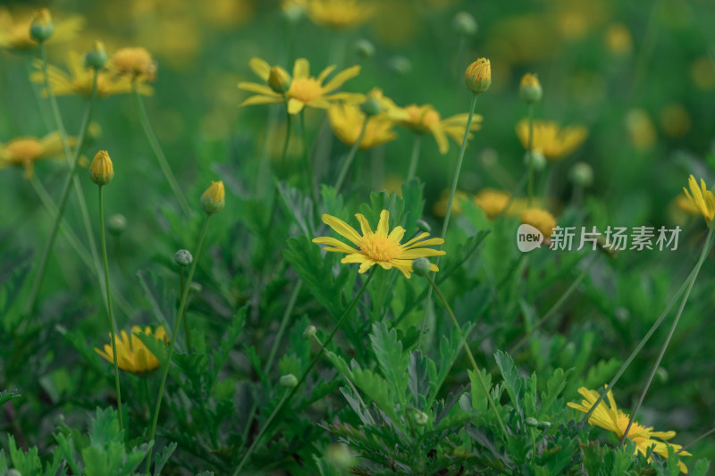 黄花植物黄金菊