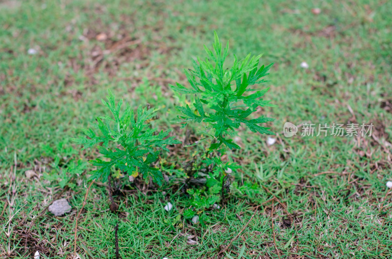 野地里的两株野草特写