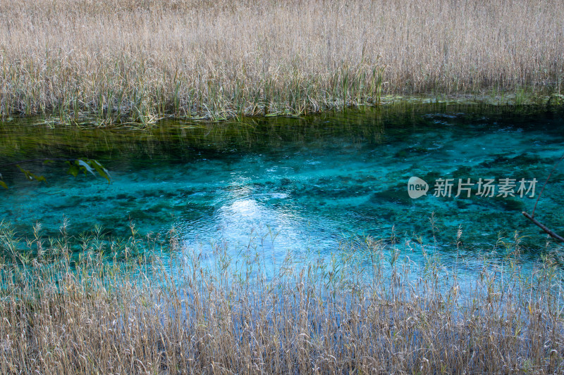 九寨沟秋色，芦苇海