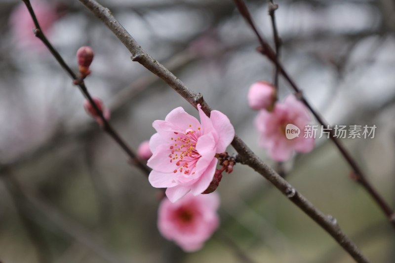 特写绽放的粉色梅花