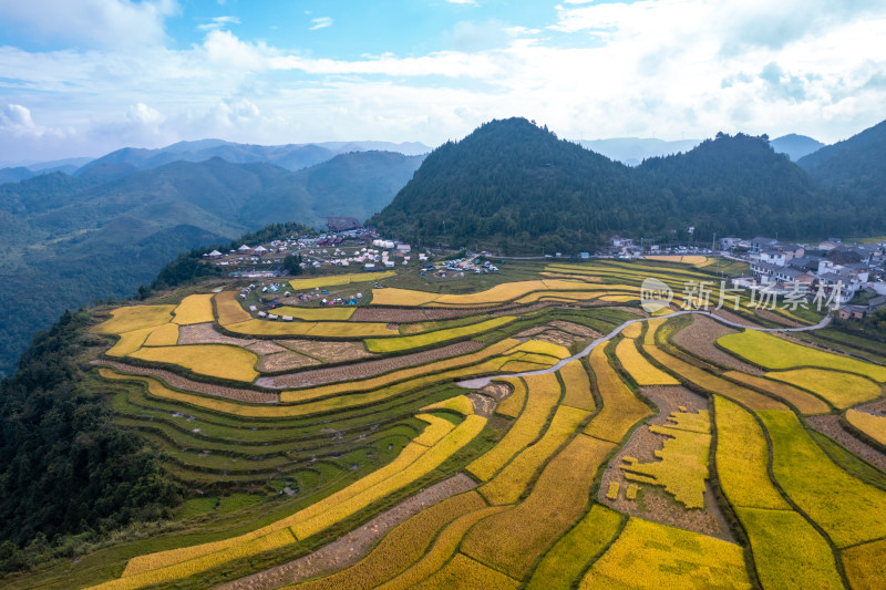 秋天贵阳高坡石门水稻梯田