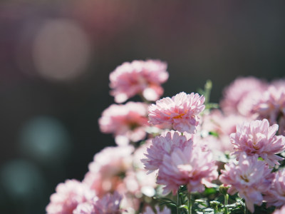 粉色菊花特写