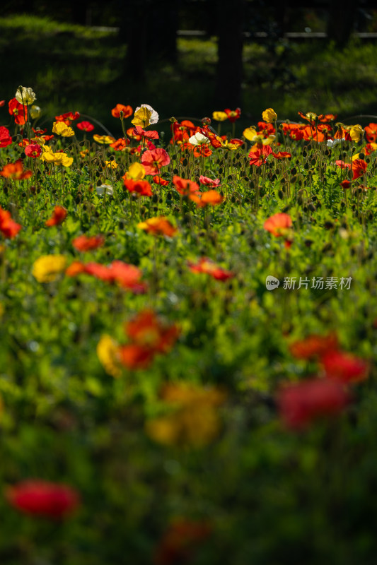 春天莫奈花园花海虞美人