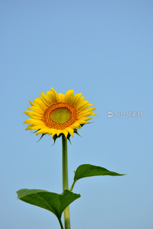 向日葵花朵盛开农业种植