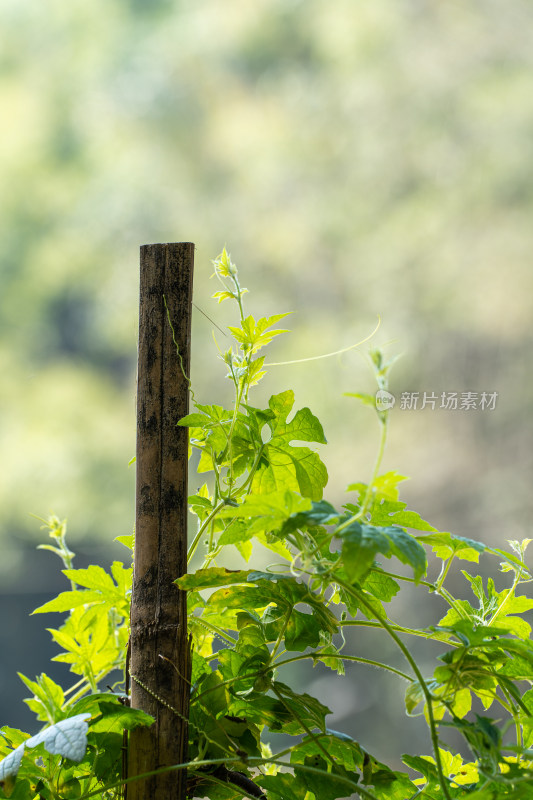 生长的植物叶子