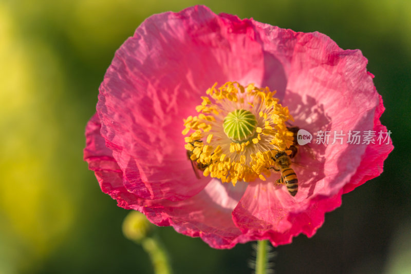 特写红色花朵与蜜蜂