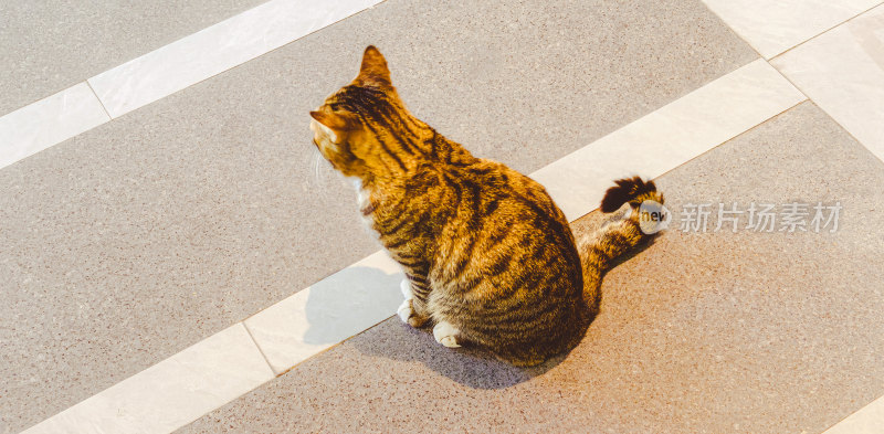 地面上的一只狸花猫