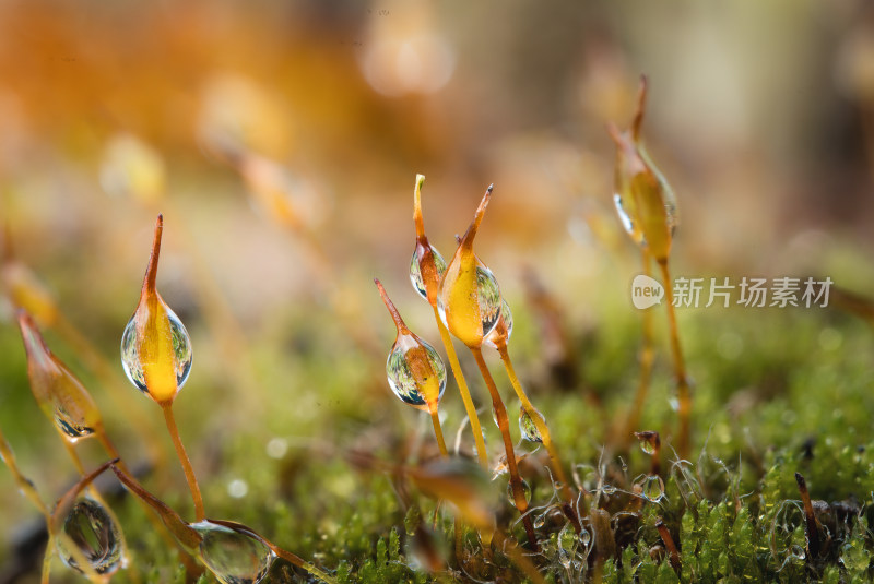 苔藓植物特写