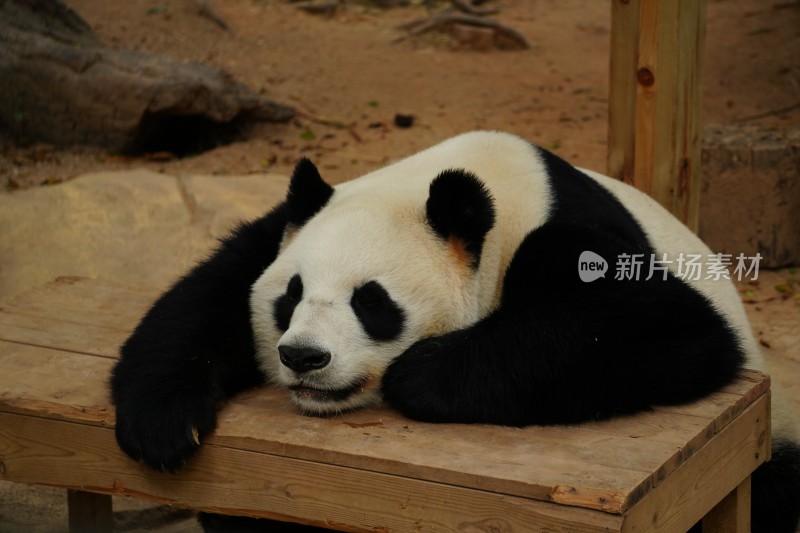 趴在木台上休憩的大熊猫