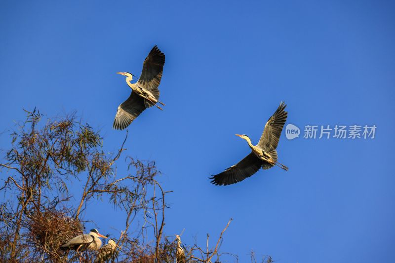 鹭鸟翩跹生态美