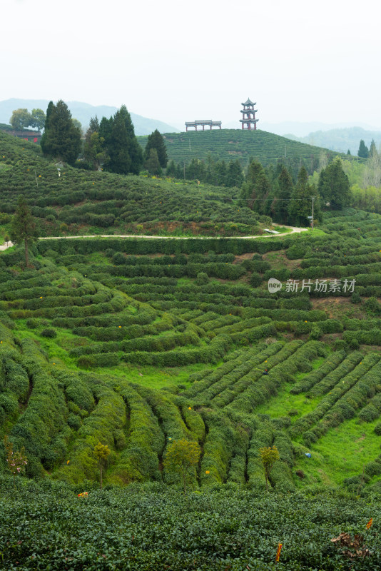 湖北省谷城县五山镇山茶茶园风景