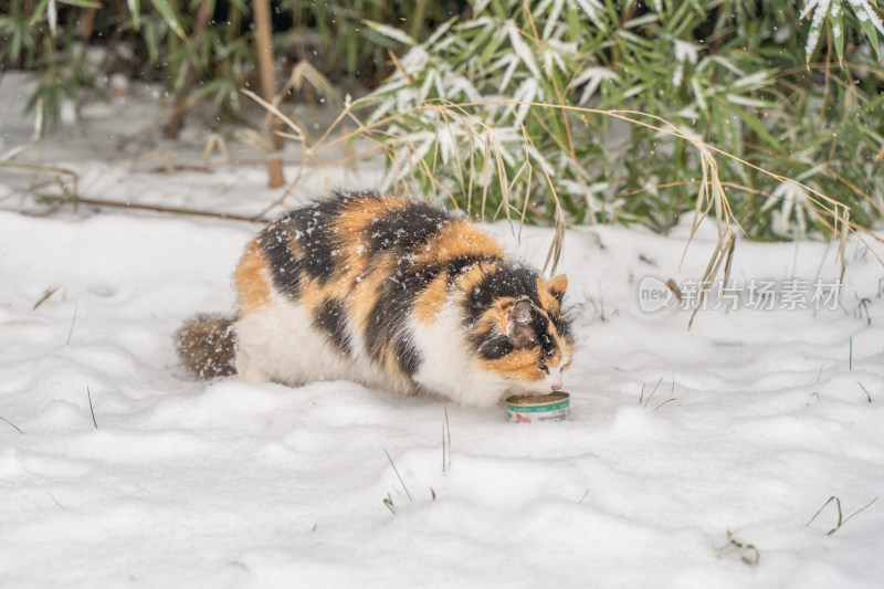 猫在雪天觅食冬季流浪猫雪地寒冷竹林