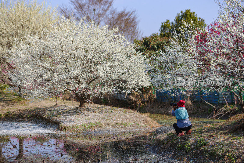 花开海上梅花节