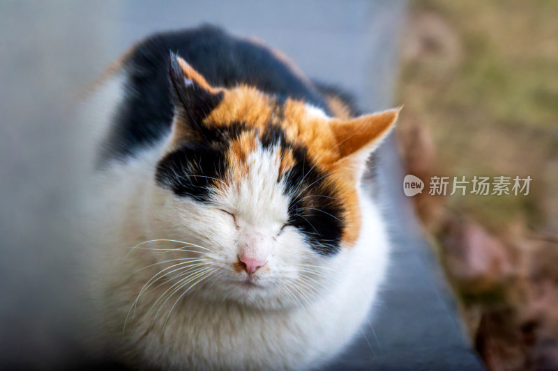 冬天蜷缩着的流浪三花猫