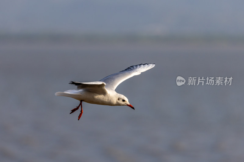 海鸥、红嘴鸥