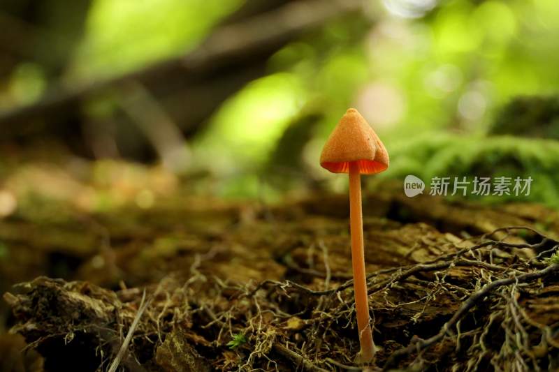 野生菌蘑菇生长环境菌类山菌