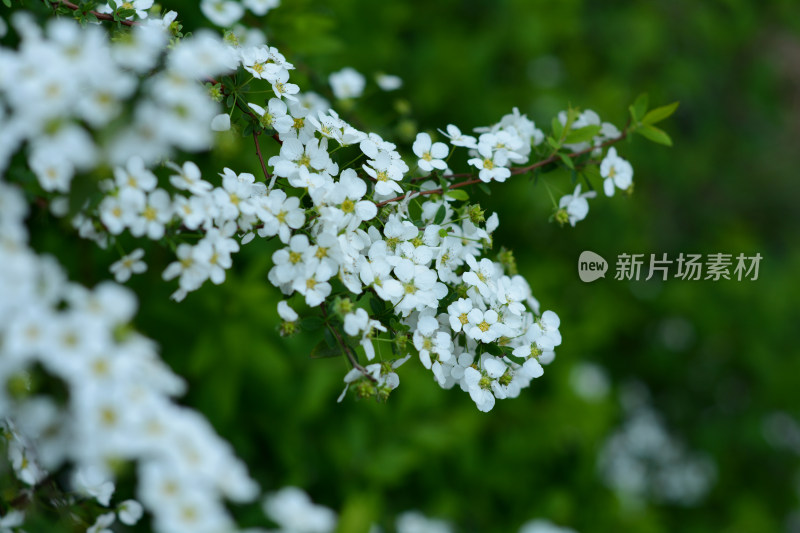 盛开的雪柳花