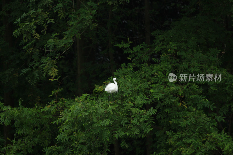 成都江安河湿地的白鹭