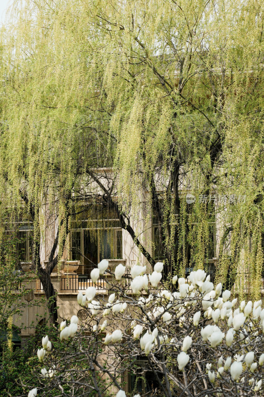 北京酒店的春景